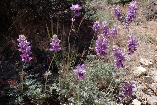 Lupinus excubitus, photograph 3