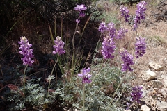 Lupinus excubitus, photograph author not stated, no rights reserved