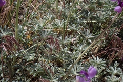 Lupinus excubitus, photograph author not stated, no rights reserved