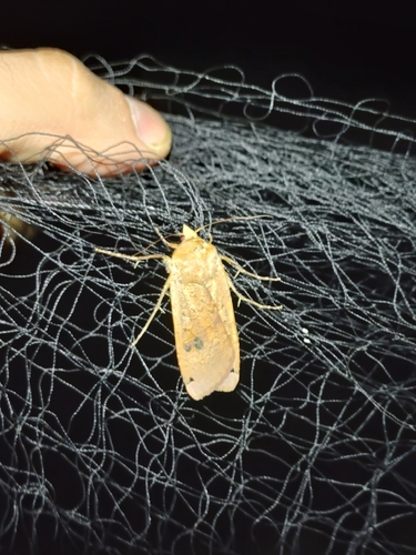 Large Yellow Underwing