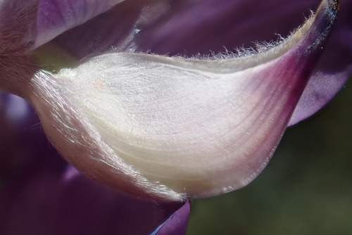 Lupinus excubitus, photograph 5