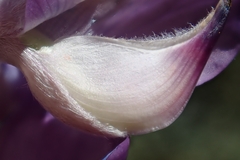 Lupinus excubitus, photograph author not stated, no rights reserved