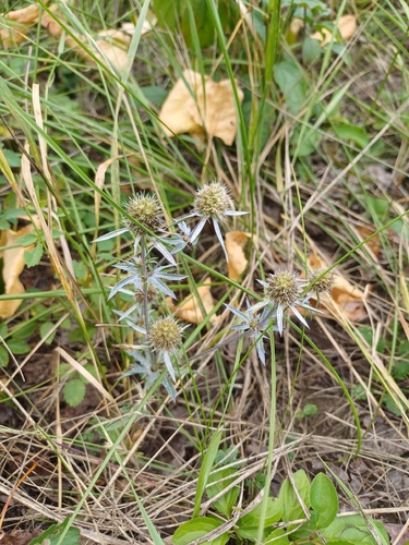Blue Eryngo
