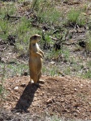 Cynomys parvidens