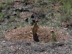 Cynomys parvidens
