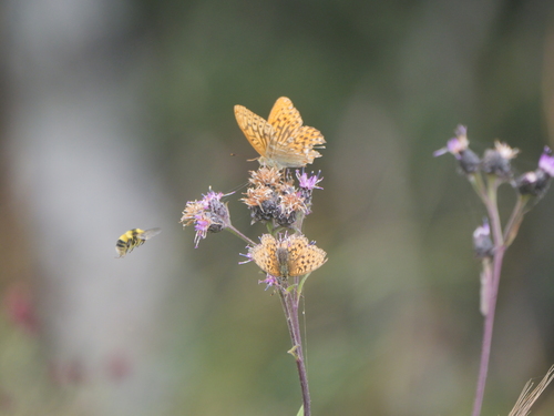 Silver-washed Fritillary