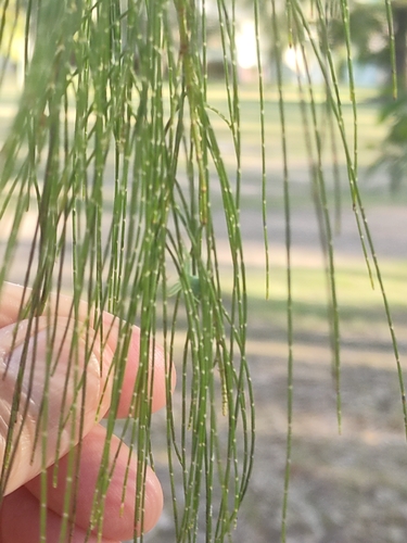 Allocasuarina torulosa, photograph 4