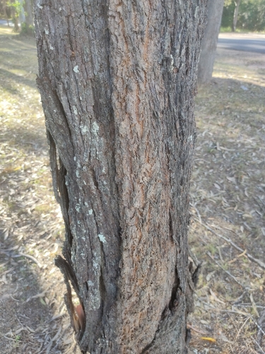 Allocasuarina torulosa, photograph 5
