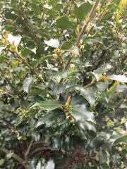 Alectryon diversifolius