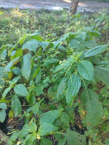 small balsam