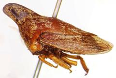 Calloconophora obliqua