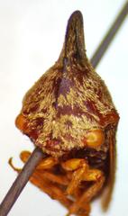 Calloconophora obliqua