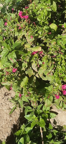 marvel of Peru