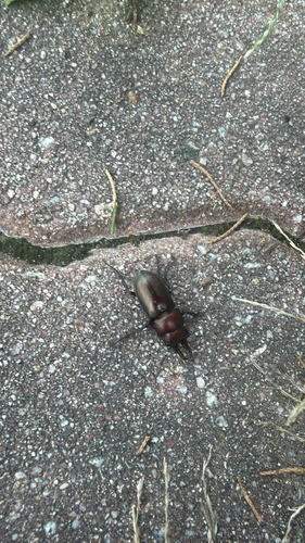 Prismognathus dauricus