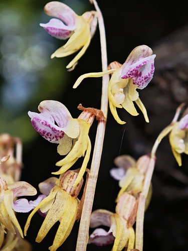 Ghost Orchid