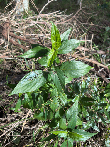 Ruellia brevifolia