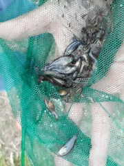 Austrolebias nigripinnis