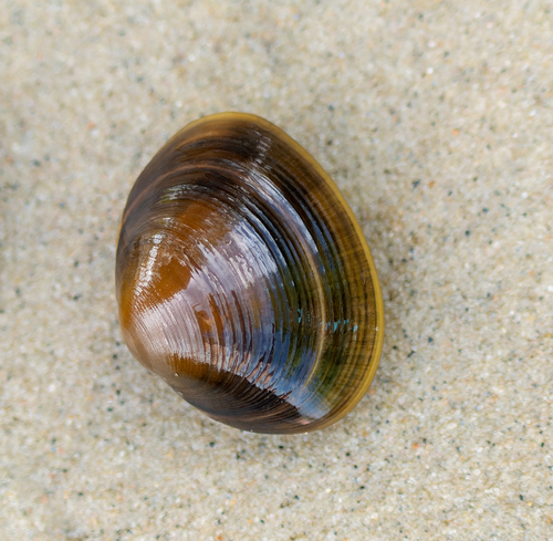 Sphaerium rivicola observed 2026-08-23
