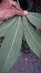 Alstonia scholaris