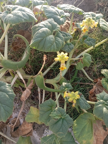 Yellow Unicorn-plant