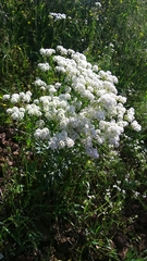 Peltaria angustifolia