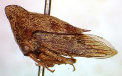 Calloconophora obliqua