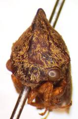 Calloconophora obliqua