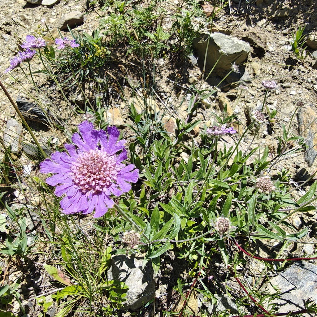 Lomelosia speciosa