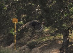 Meleagris gallopavo intermedia