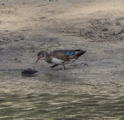 iNaturalist observation photo of Wood Duck