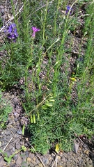 Crupina crupinastrum