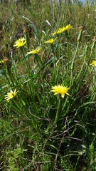 Pseudopodospermum semicanum