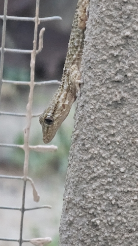 Moorish Gecko
