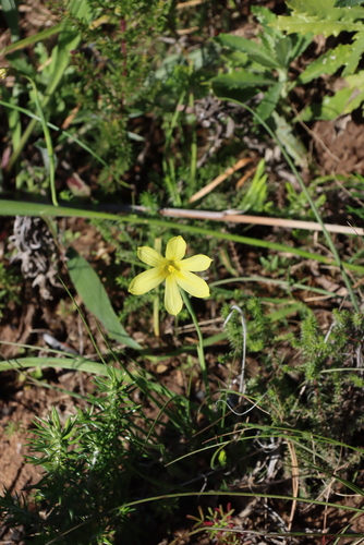 Moraea collina, photograph 3