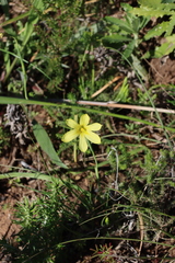Moraea collina, photograph (c) Tony Rebelo, some rights reserved (CC BY-SA)