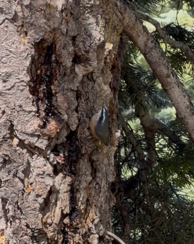 iNaturalist observation photo of Red-breasted Nuthatch