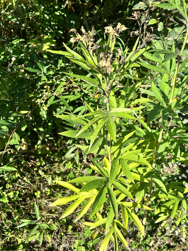 Jacobaea cannabifolia