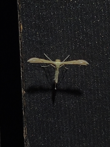 Yarrow Plume Moth