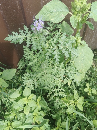 Lacy phacelia