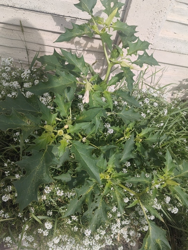 jimsonweed