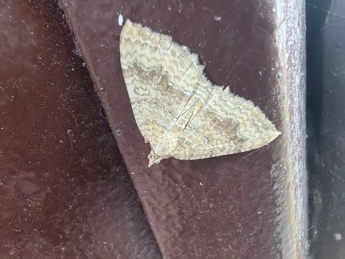 Yellow Shell Moth