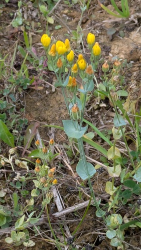 Blackstonia perfoliata, photograph 6
