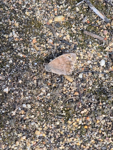 Tree Grayling