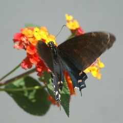 Mimoides thymbraeus aconophos