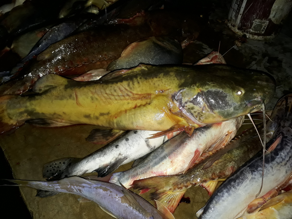 Brazilian Jahu Catfish