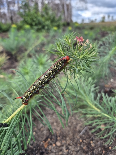 Leafy Spurge Hawkmoth