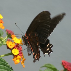 Mimoides thymbraeus aconophos