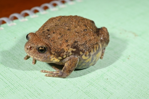 Boreal Digging Frog