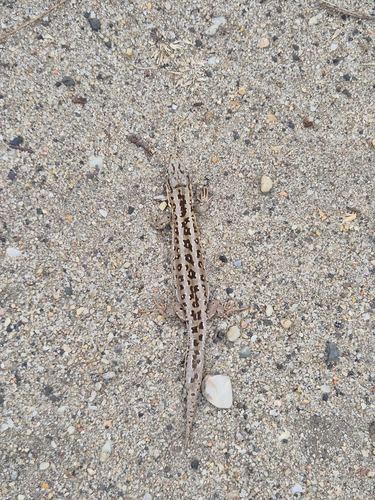 Sand Lizard