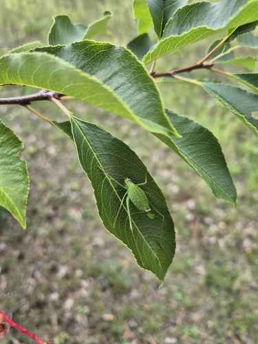 Speckled Bush-cricket